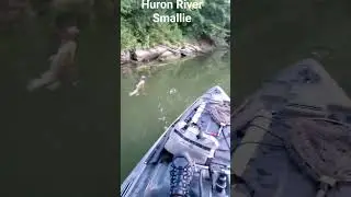 Huron River Smallie #kayakfishing #kayaking #bassfishing #HuronRiver #smallmouth