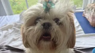 Princess Chic Furbaby Coco Morning Routine #puppy #grwm #morningroutine 
