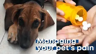 Managing your pet's pain | Tier 1 Veterinary Medical Center