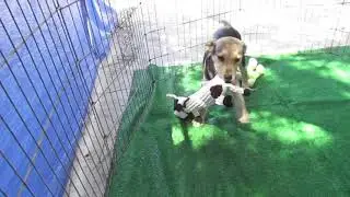 Boris Beagle-lab mix having a fun time