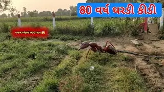 80 year old ant weighs approximately 900 grams 😱 Gujarati Viral Video 2026 | The Parash Shorts