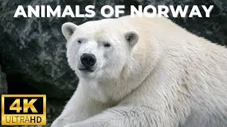 Animals Of Norway Be Amazed - Animals Wildlife Journey