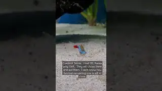 Do NOT put these fish in a discus tank!