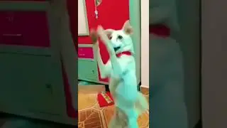 Dog 🐕 Cute 🥰 Hii Baba