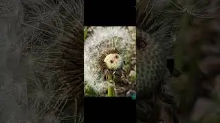 GCam 8.8 , AWB On/Off , SmartScreenRecord