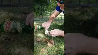 How to remove a snake from a Glue Board!