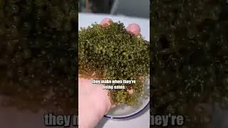Вы слышали о морском винограде?