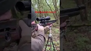 FX Dreamline GRS #airgunhunting #hunting #airgunning #airgunshooting #airgun #airgunshooter #gun