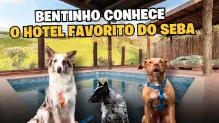 Levamos O Bentinho Para Conhecer O Hotel Favorito Do Seba | Dicas De Mala Pet