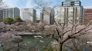 2022年 千鳥ヶ淵の桜 | Cherry blossoms at Chidorigafuchi Moat in 2022