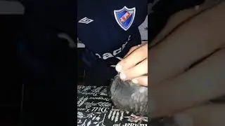 como alimentar palomas