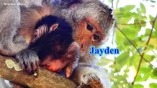 Jade So Careless Baby Jayden On High Tree, Much worry Newborn Jayden Fall Down From Tree
