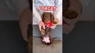 dancing dachshunds #minidachshund #puppy #dachshundpuppy #dance #dachshund #cutedog #cutepuppy #dog