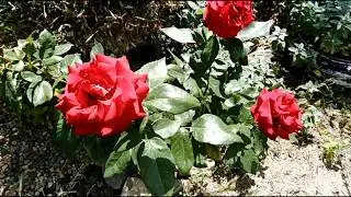 Роза Крайслер Империал. Crisler Imperial rose.