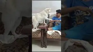 കൊതിയൻ snowbi