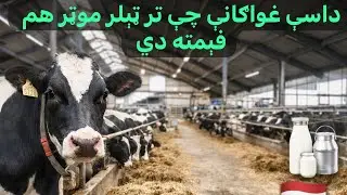 ولې هالنډ د زراعت او پنیر په تولید کې دویم مقام لري ؟