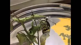 Papilio demoleus malayanus