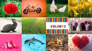 We Love All the Colors | Red Red Color Song | Learn Colors with Roses 🌹 & Strawberries 🍓| Kids Song