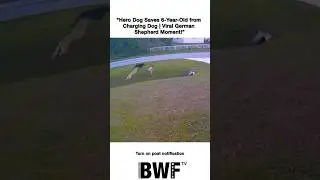 &ldquo;Hero Dog Saves 6-Year-Old from Charging Dog | Viral German Shepherd Moment!&rdquo;