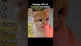 Рейтинг 10 самых популярных кошачьих звуков