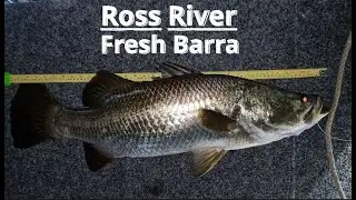 Ross River Fresh Barra - Anchors Deep