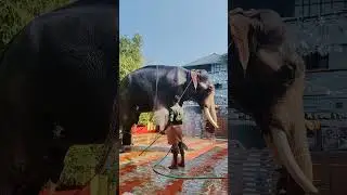 ഞാൻ തന്നെ കുളിച്ചോളാം .. shivanarayan 🐘♥️🥰