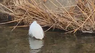 1월 11일 백로들과 청둥오리~♡(January 11 White herons and mallard duck in the River)#힐링 #아름다운풍경 #강가풍경 
