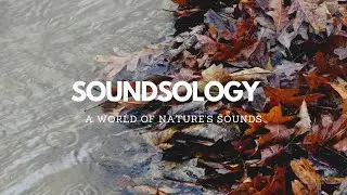 Gentle Stream & Rain - 3 Hours of Relaxing Sound for Studying/Sleeping