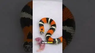 You Won't Believe These Hognose Snake Facts