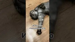 Дурачится 😼 #веселыекоты #cat #кот #юмор
