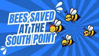 Live Bee Removal at South Point Casino | Vegas Bees to the Rescue!