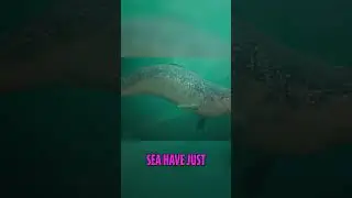 Narwhal Tusks: Secrets of the Sea Unicorn's Teeth