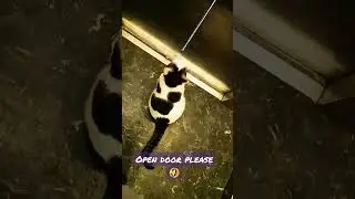 Using the elevator 🥰 #elevator #cat #smart #high #home