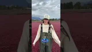 if you fall into in a cranberry bog do you get covered in spiders!?! asking for a friend Spray Inc