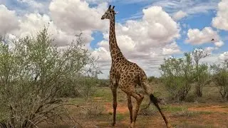 Rapid Mission to Save a Giraffe From a Poacher's Snare | Sheldrick Wildlife Trust