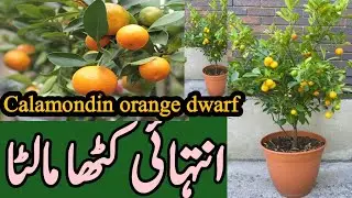 How to care and grow small Malta  / Tangerine Fruit  (tengy) orangeplant Growingchinamaltacare