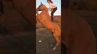 nicht ich #horse #pferdevideo #equestrian #horseedits #pony #riding #reiten #horseriding #reiter