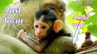 Update for Carbzilla group 10-04-19, Congrats monkey Maddie give birth success with baby name Malo