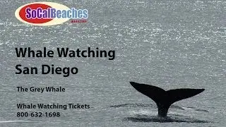 Gray Whale Watching San Diego