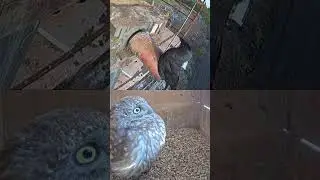 Oh No! Jackdaw Tries to Enter Nest Box 🐦🦉 | Heart-Stopping Encounter