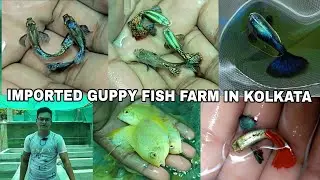 IMPORTED GUPPY FISH FARM IN KOLKATA| BRAZILIAN GUPPY FISH FARM IN INDIA|ALL INDIA DELIVERY AVAILABLE