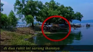 SPOT (KASO PASIR PANJANG ) JATILUHUR DOMINAN IKAN MAS‼️#mancing #spotmancing #jatiluhur 