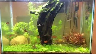 Glolight Tetras!