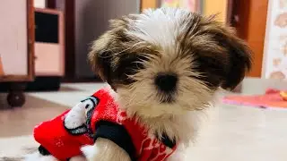  “Padhai chhod ke Coco ko khilane aa gaye 😆🐾”