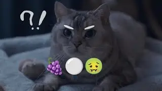 Kitten Begs for Grapes! I Teases with Cat Deworming Medicine 😸