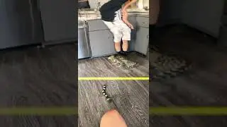 Bengal Cat vs. Rattle Snake #shorts