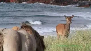 The Small Isles