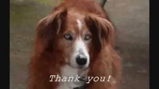 Stop animal abuse today! Love sineadycady