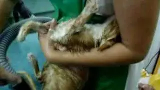 Whiskas tomando banho