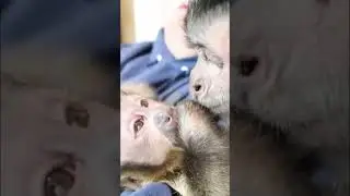 Monkey talks Brother to sleep #monkey #brothers #cute #sleep #shorts